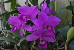 Cattleya skinneri 'Heiti Jacobs'