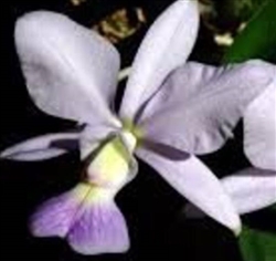 Cattleya walkeriana ('Purple Make' x sib semi-alba 'Tokyo No.1')