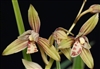 Cymbidium ensifolium â€˜Huang Caiâ€™