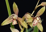 Cymbidium ensifolium â€˜Huang Caiâ€™