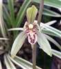 Cymbidium ensifolium â€˜Jin Chiâ€™