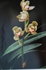 Cymbidium ensifolium "Jin He"