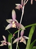 Cymbidium ensifolium "Lu Nau Zui"