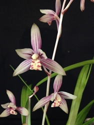 Cymbidium ensifolium "Lu Nau Zui"