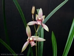 Cymbidium ensifolium "Sa Mo Jin"