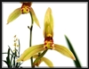 Cymbidium ensifolium "Yu Hua"