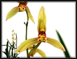 Cymbidium ensifolium "Yu Hua"