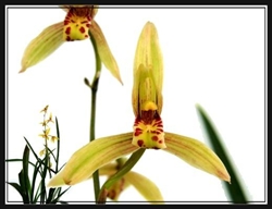 Cymbidium ensifolium "Yu Hua"