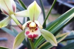 Cymbidium goeringii "Cai Yun He"