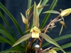 Cymbidium goeringii "Chun Hui"