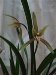 Cymbidium goeringii "Chun Li"