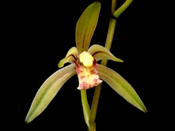 Cymbidium goeringii "Tsai Yuan He"