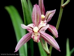 Cymbidium ensifolium "Yu Huan Fei" species