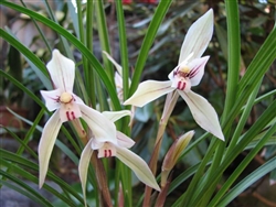 Cymbidium tortisepalum  species