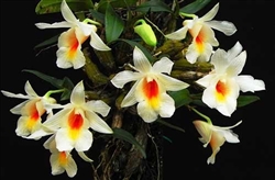 Dendrobium christyanum