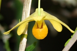 Dendrobium chrysocrepis