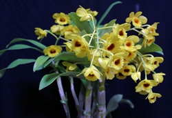 Dendrobium chrysotoxum v. suavissimum