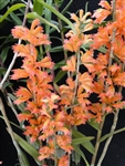 Dendrobium faciferum