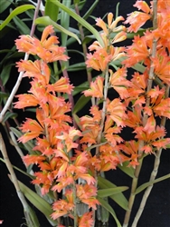 Dendrobium faciferum