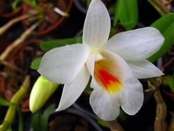 Dendrobium fuerstenbergianum