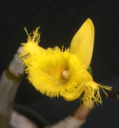 Dendrobium harveyanum