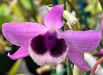 Dendrobium parishii x Little Sweet Scent