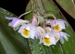 Dendrobium pseudolamellatum