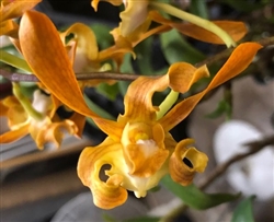 Dendrobium tangerinum