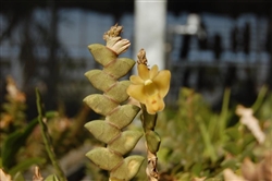 Dendrobium leonis  species