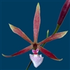 Encyclia bractescens