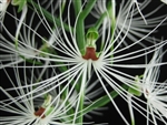 Habenaria medusa