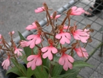 Habenaria rhodocheila | Habenaria medusae