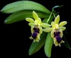 Haraella retrocalla - In Bud/Bloom Now