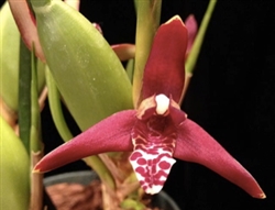 Maxillaria tenuifolia v. variegata