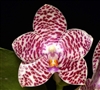 Phalaenopsis Brother Glory (Natasha x amboinensis)