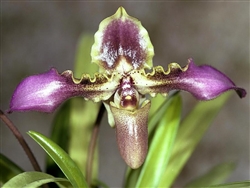 Paphiopedilum hirsutissimum