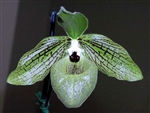 Paphiopedilum malipoense