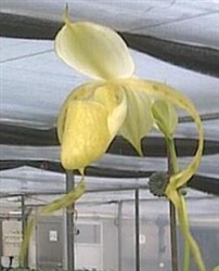 Paphiopedilum stonei frm. album