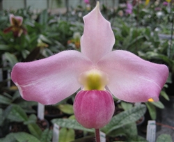 Paphiopedilum vietnamense species