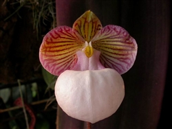 Paphiopedilum micranthum var. eburneum species