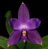 Phalaenopsis Jennifer Palermo f. coerulea x violacea f. coerulea