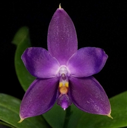 Phalaenopsis Jennifer Palermo f. coerulea x violacea f. coerulea