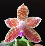 Phalaenopsis Little Fox (mariae x javanica)