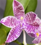 Phalaenopsis Macassar x hieroglyphica