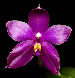 Phalaenopsis Shingher Pure Love