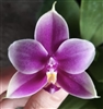 Phalaenopsis Shingher Pure Love x bellina blue