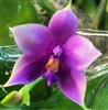 Phalaenopsis Shingher Pure Love x Samera