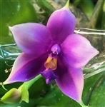 Phalaenopsis Shingher Pure Love x Samera