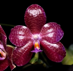 Phalaenopsis Yaphon Beginning of Life (Yaphon Luedde-Star Ã— gigantea)