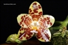 Phalaenopsis Yaphon Boss (Chienlung Sweetheart Ã— gigantea)